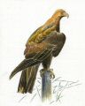 Aigle royal.jpg